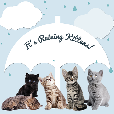 Its-Raining-Kittens